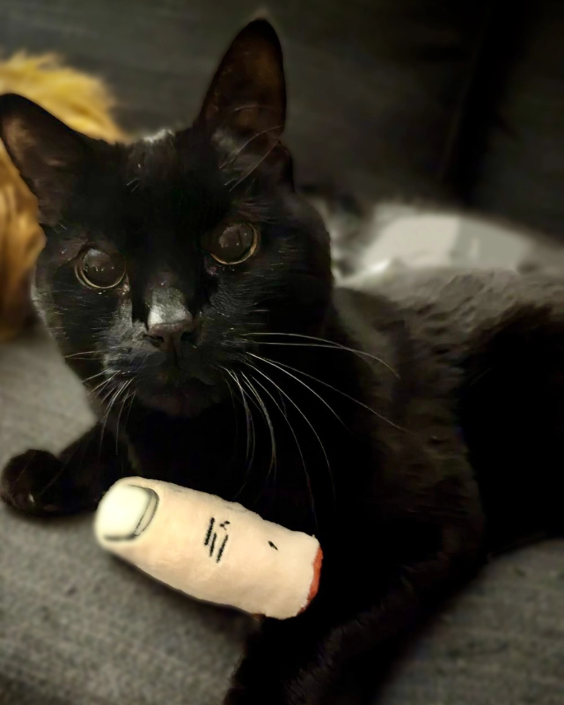 Pull My Finger Catnip Toy