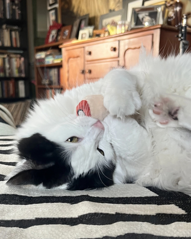 Pull My Finger Catnip Toy